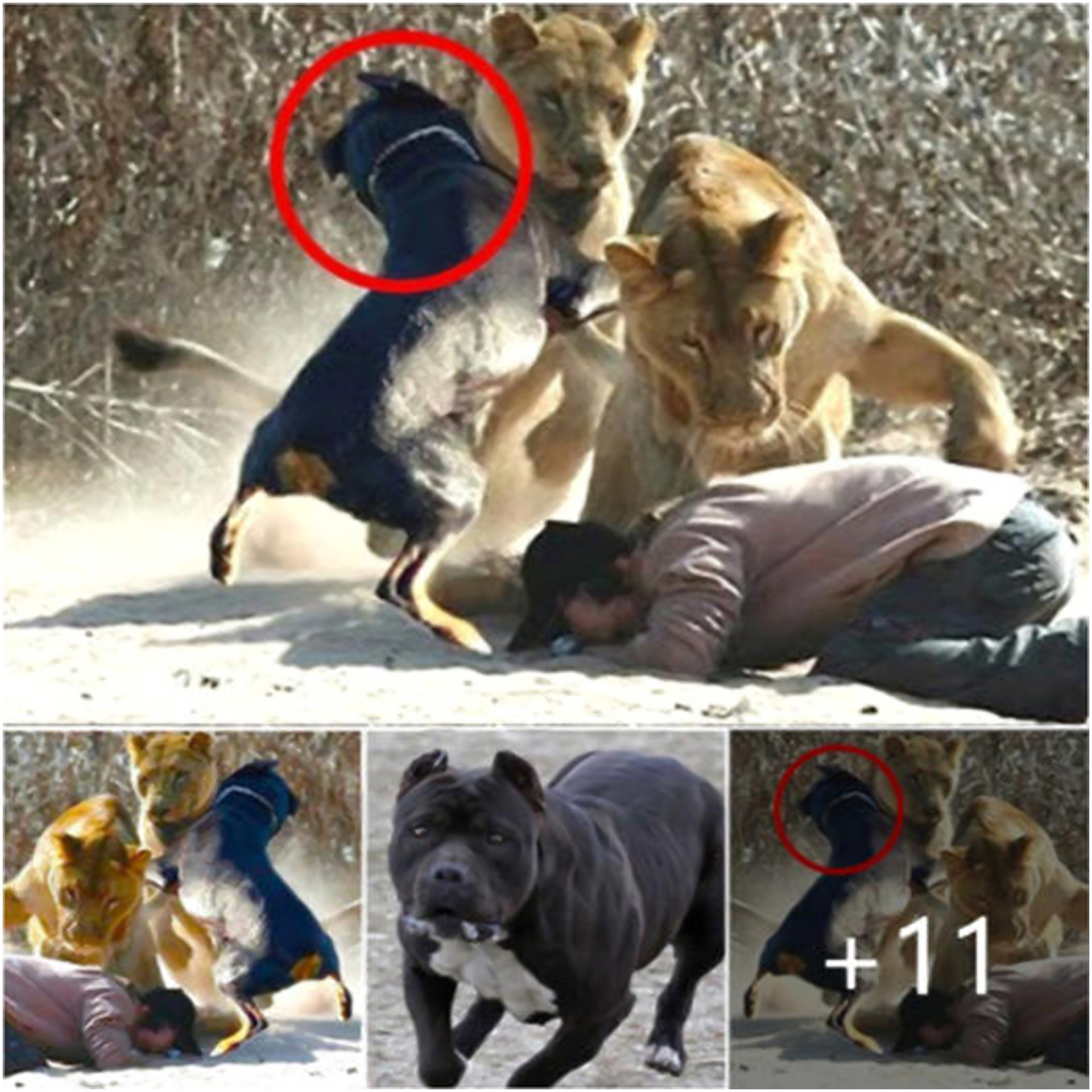 “Daring Canine Heroism: Fearless Dog Rides a Lion to Rescue Owner in an Astonishing Display of Bravery.”
