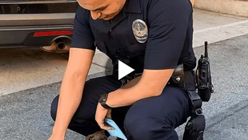 The little dog, who was in desperate need of adoption and assistance in a happy home, pursued the police officer for two kilometers. This touching sight moved the police officer to tears, and they couldn’t refuse.