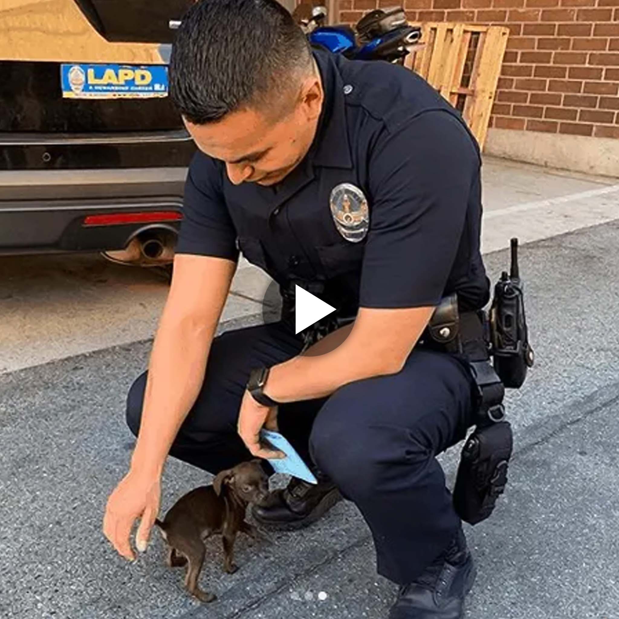 The little dog, who was in desperate need of adoption and assistance in a happy home, pursued the police officer for two kilometers. This touching sight moved the police officer to tears, and they couldn’t refuse.