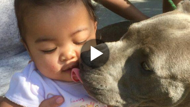 “4 legged Hero: The Brave Act of a Young Pit Bull Saving a Baby from a Devastating House Fire”