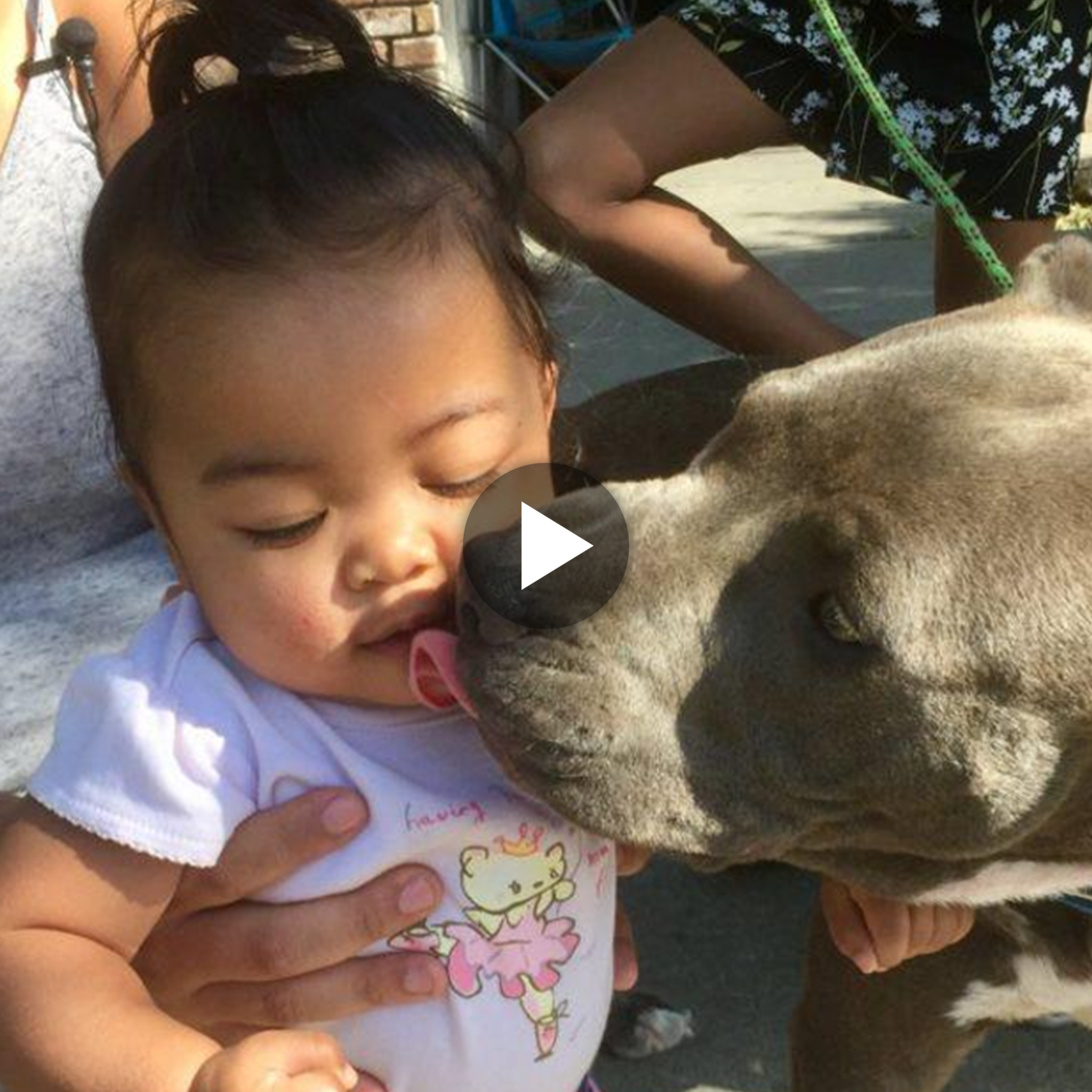 “4 legged Hero: The Brave Act of a Young Pit Bull Saving a Baby from a Devastating House Fire”