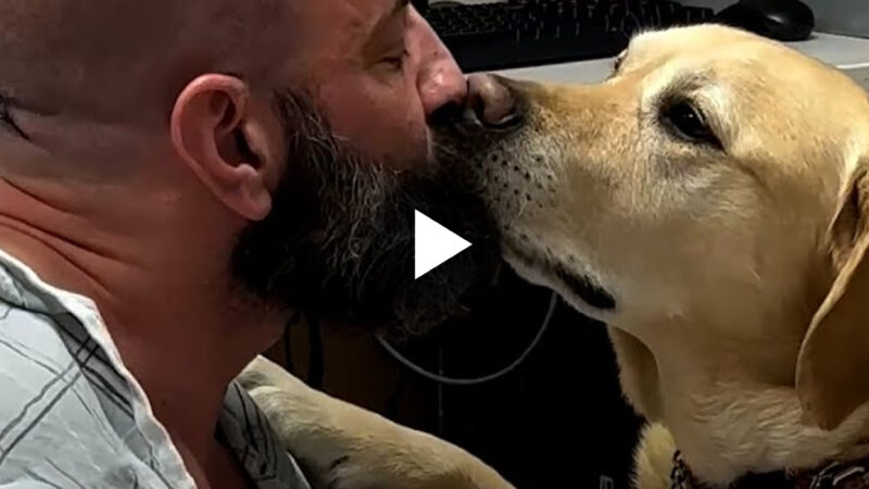 Dedicated Friend: Dog Guards His Father’s Hospital Bed, Refusing to Leave His Side.