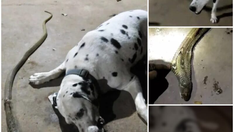 While protecting their home, a courageous dog in India sacrifices its life to prevent its owners from being bitten by a cobra. This heroic Dalmatian sacrifices itself.