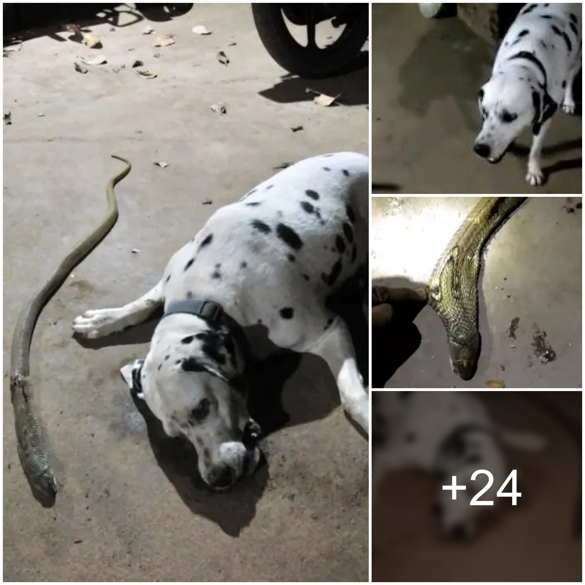While protecting their home, a courageous dog in India sacrifices its life to prevent its owners from being bitten by a cobra. This heroic Dalmatian sacrifices itself.