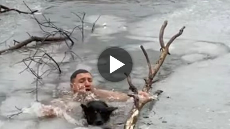 Brave man dives into icy lake to save a trapped dog, videos make viewers hold their breath in suspense (VIDEO)