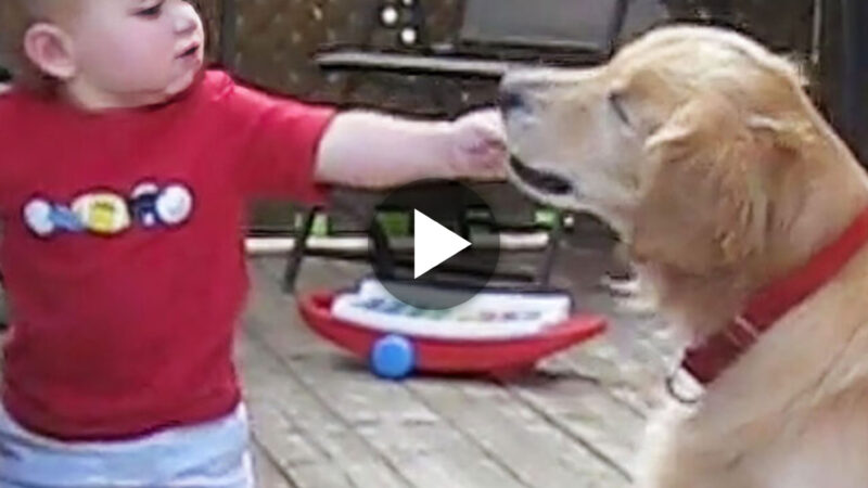 Acts of Kindness: Young Boy Spreads Love by Sharing a Snack with His Blind Dog, Creating a Heartwarming Moment.(Video)