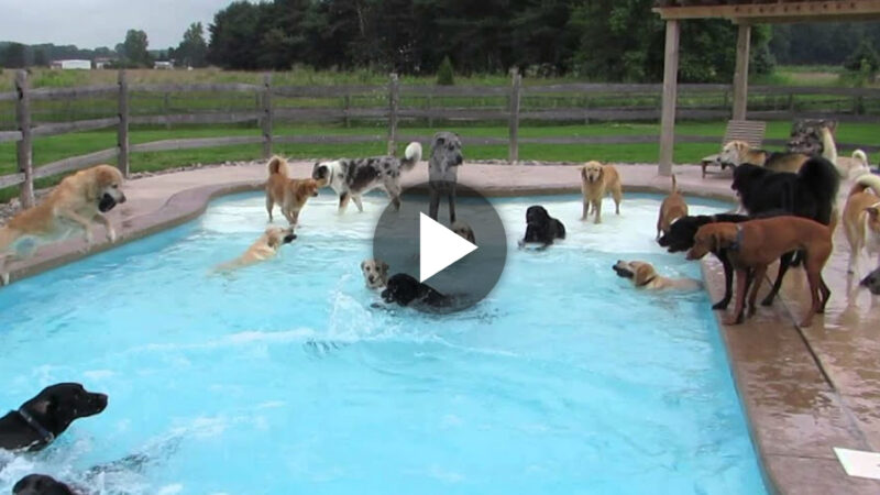 mub.Michigan Daycare Transforms into Splash-tastic Pool Party with 39 Joyful Dogs! (Video).mub