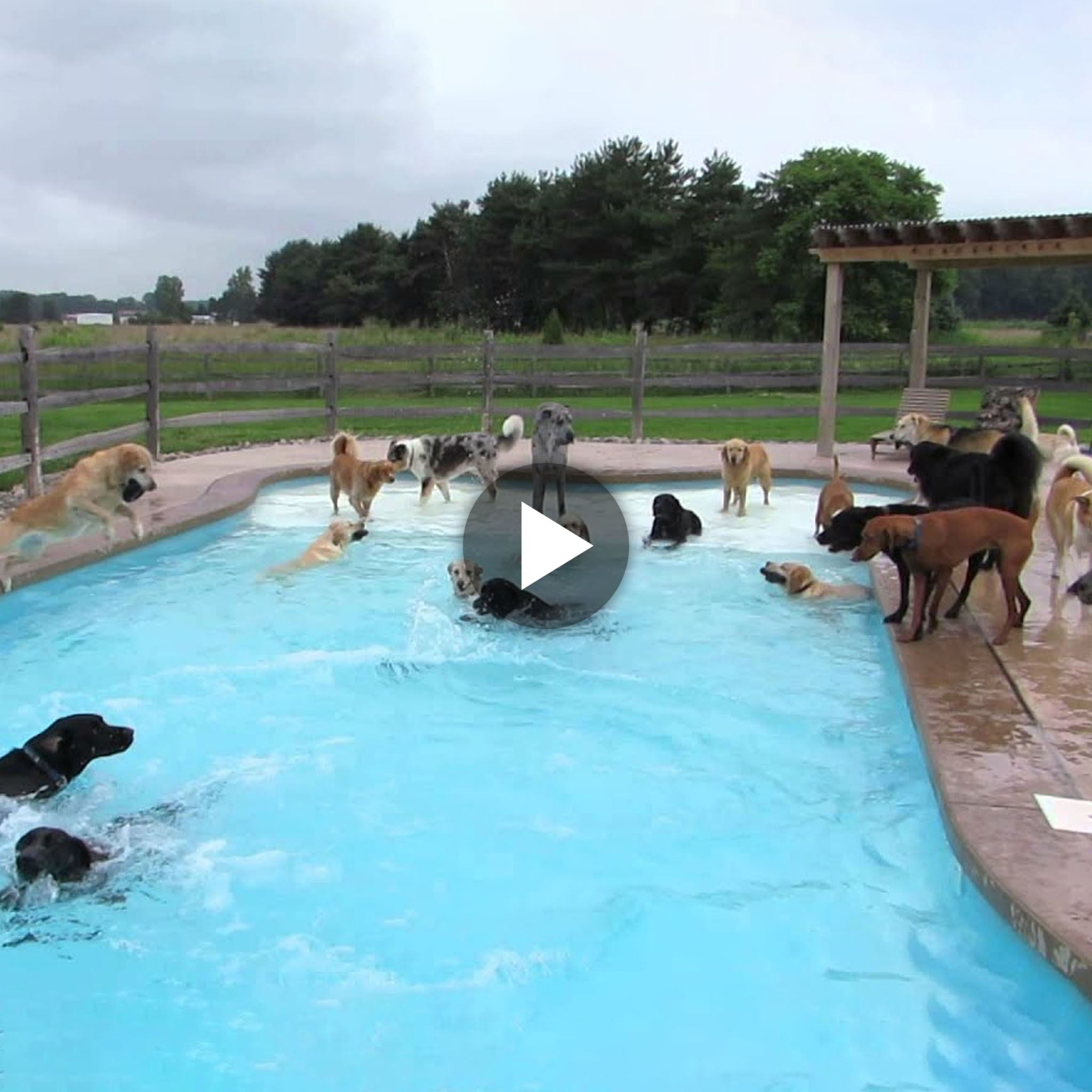 mub.Michigan Daycare Transforms into Splash-tastic Pool Party with 39 Joyful Dogs! (Video).mub