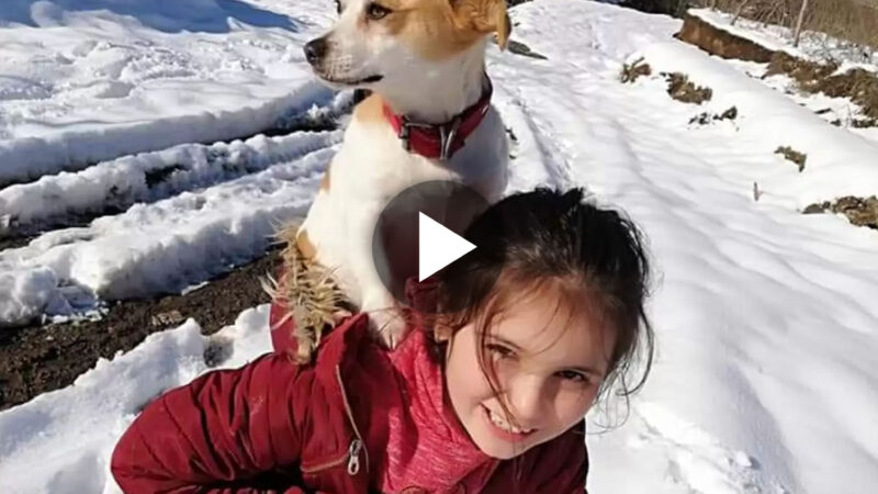 A Small Girl’s Heroic Journey Through the Thick Snow to Seek Urgent Assistance for Her Ailing Canine Companion