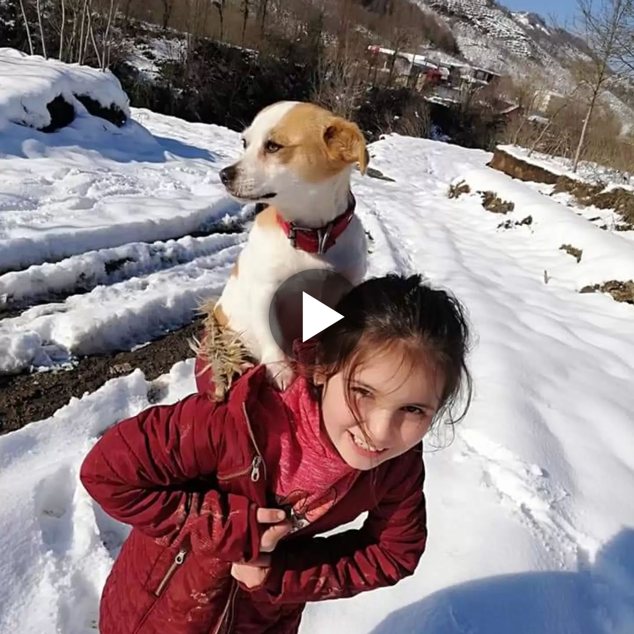 A Small Girl’s Heroic Journey Through the Thick Snow to Seek Urgent Assistance for Her Ailing Canine Companion