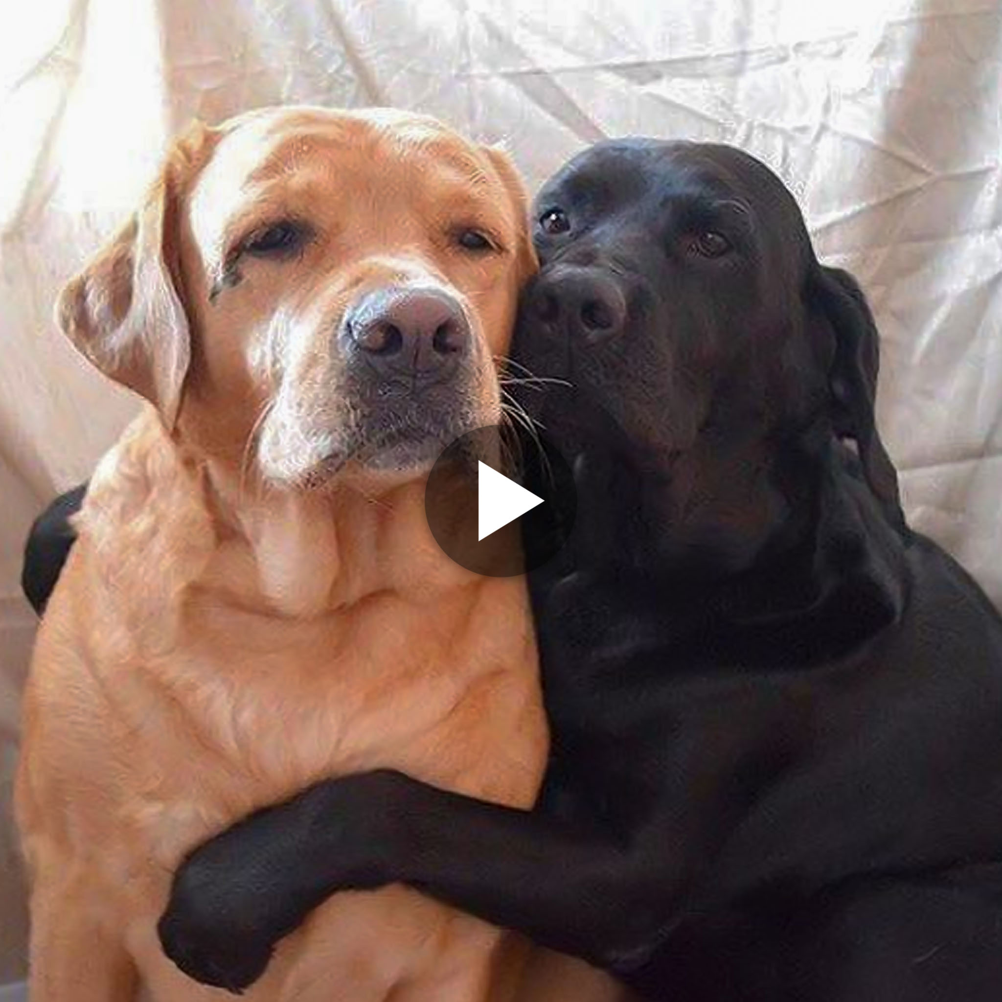 “Stray Dogs’ Heartwarming Reunion After 8 Months Apart: A Touching Tale of Love and Resilience”