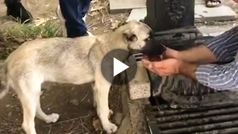 Heartwarming Gesture: Man’s Touching Act of Kindness Brings Water to a Thirsty Street Dog (VIDEO).