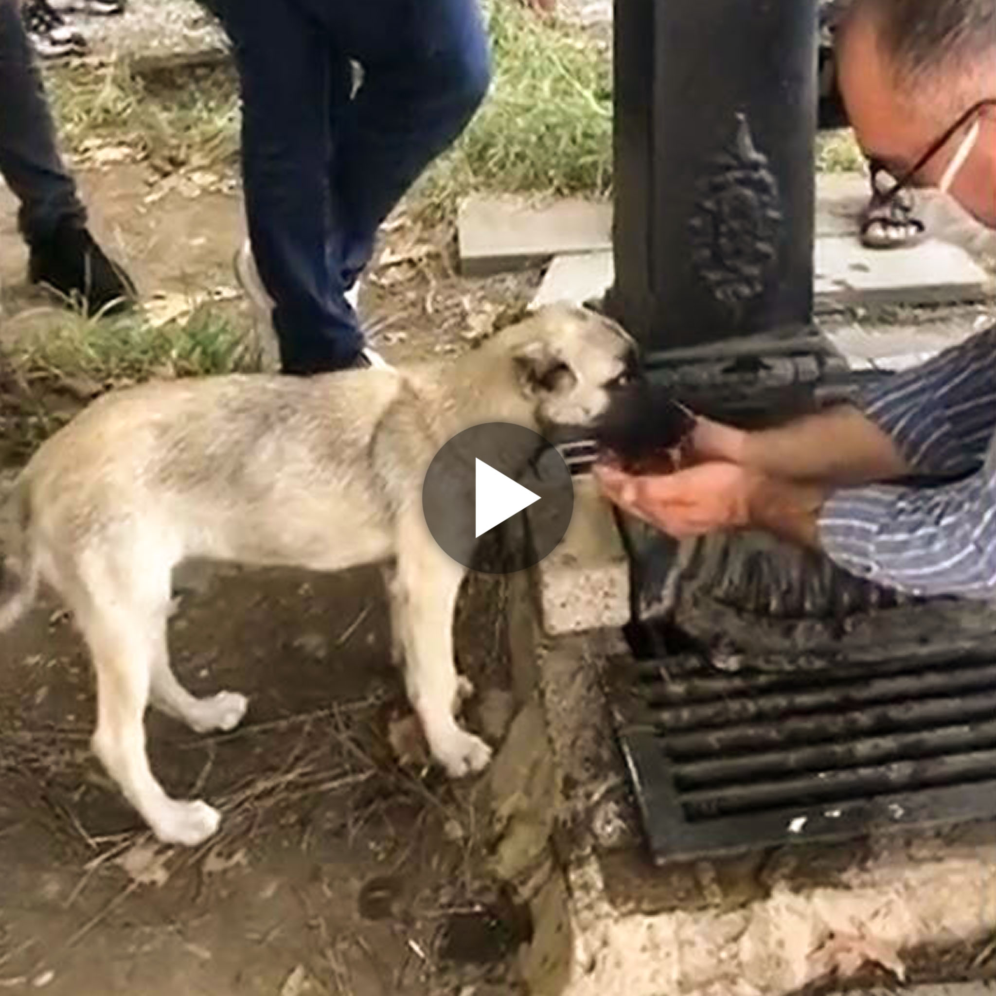 Heartwarming Gesture: Man’s Touching Act of Kindness Brings Water to a Thirsty Street Dog (VIDEO).