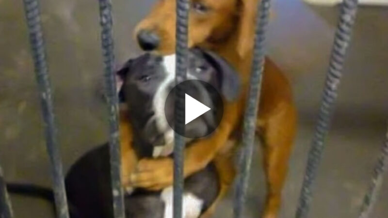 A Shelter dog’s heartwarming hug for his best friend, his eyes begging everyone to rescue his best friend from death in a few hours.