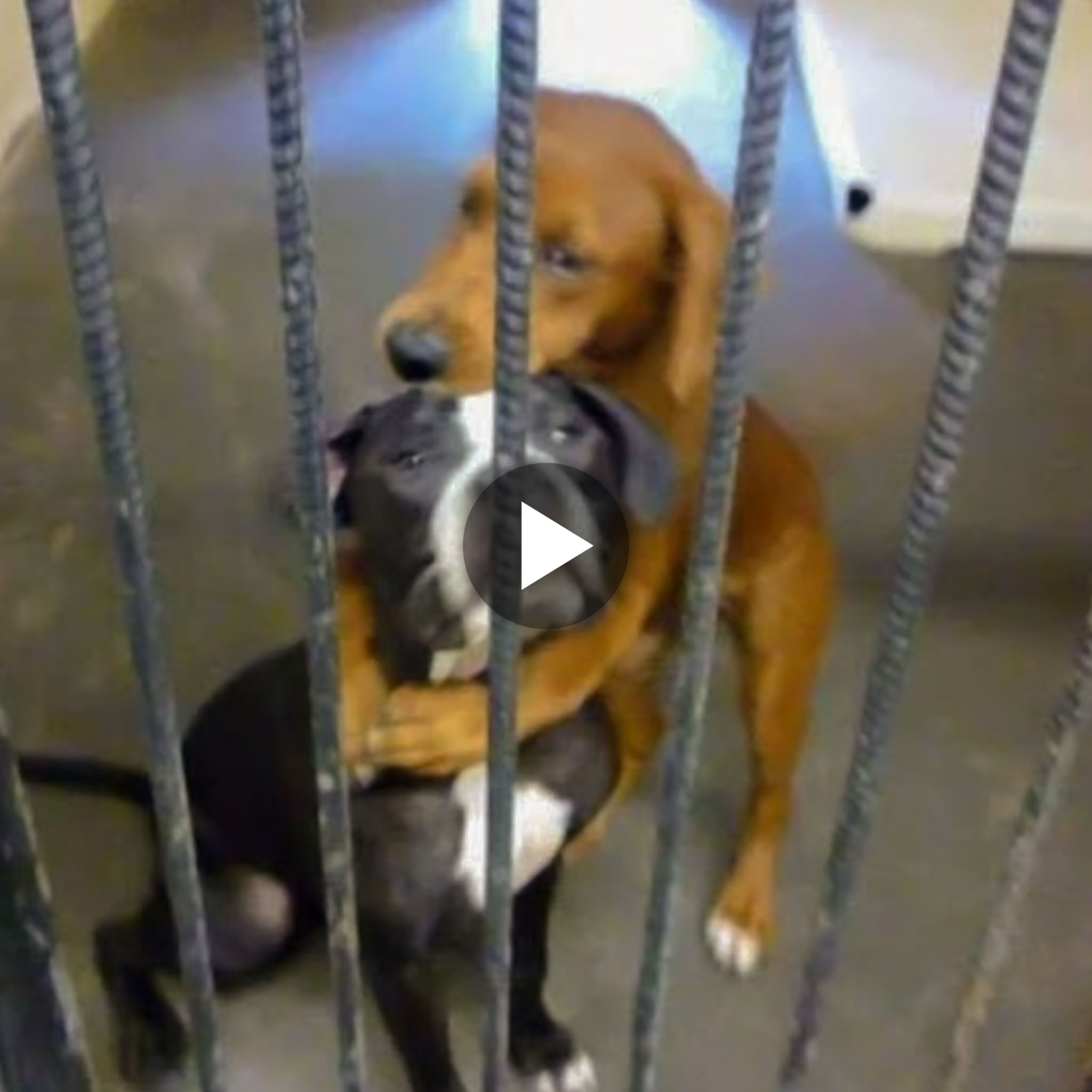 A Shelter dog’s heartwarming hug for his best friend, his eyes begging everyone to rescue his best friend from death in a few hours.