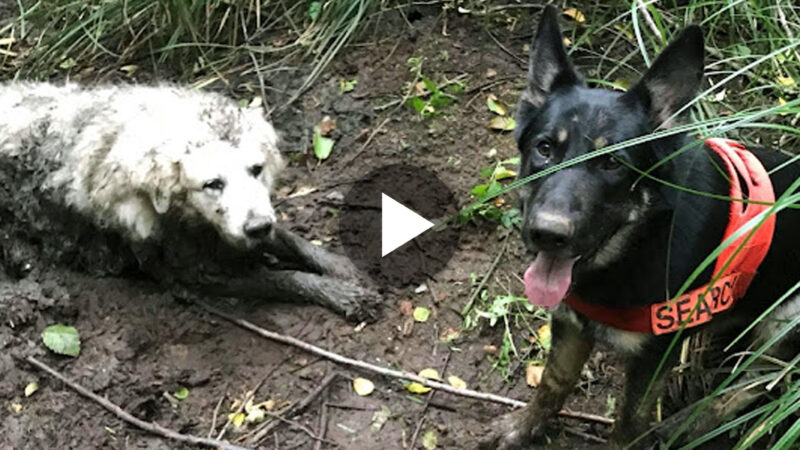 A brave rescue dog found an old deaf dog stuck in mud for 2 days in the deep forest.