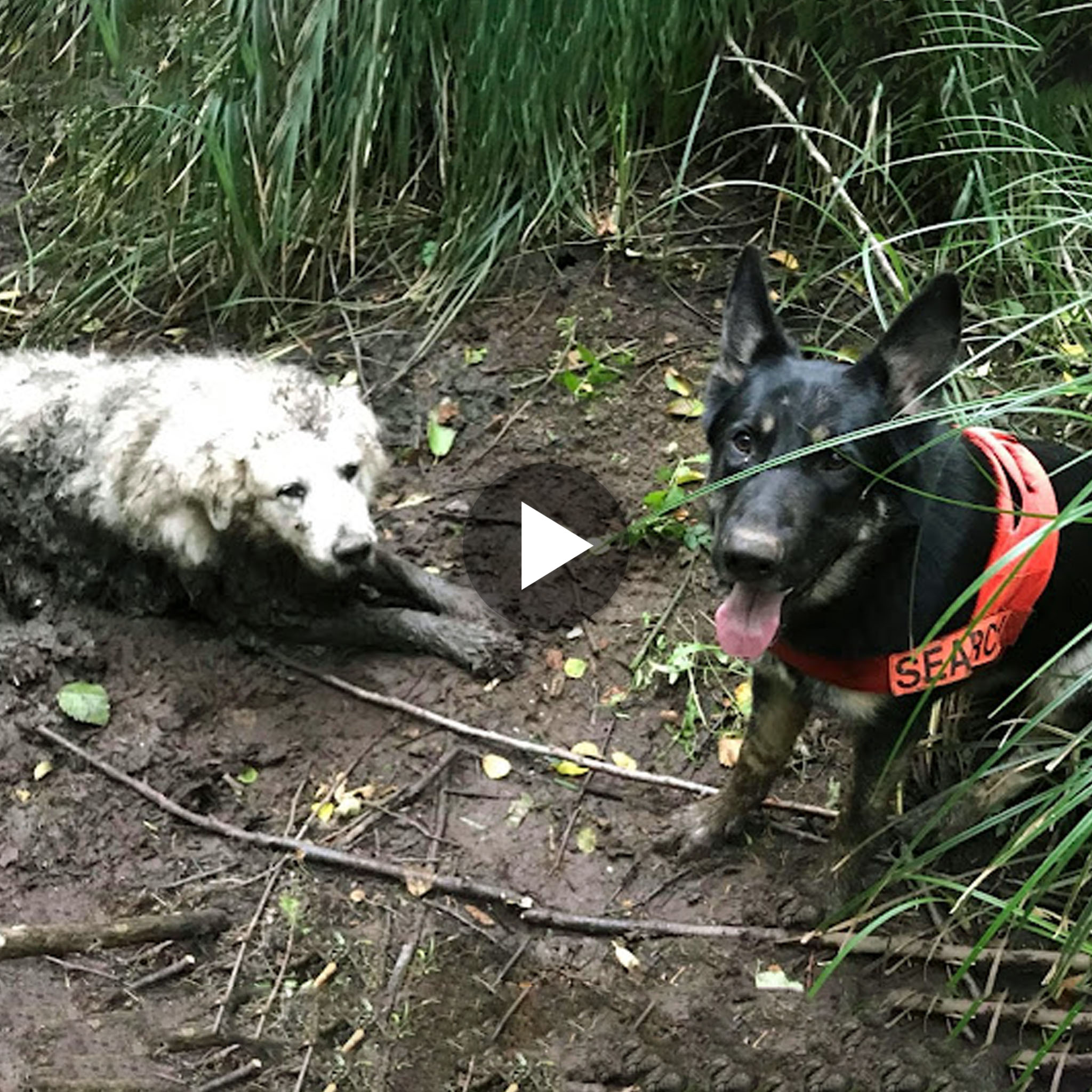A brave rescue dog found an old deaf dog stuck in mud for 2 days in the deep forest.