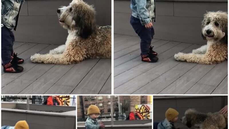 Adorable and interesting moment of a toddler learning to talk with his furry 4-legged friend, making millions of readers smile.(VIDEO)