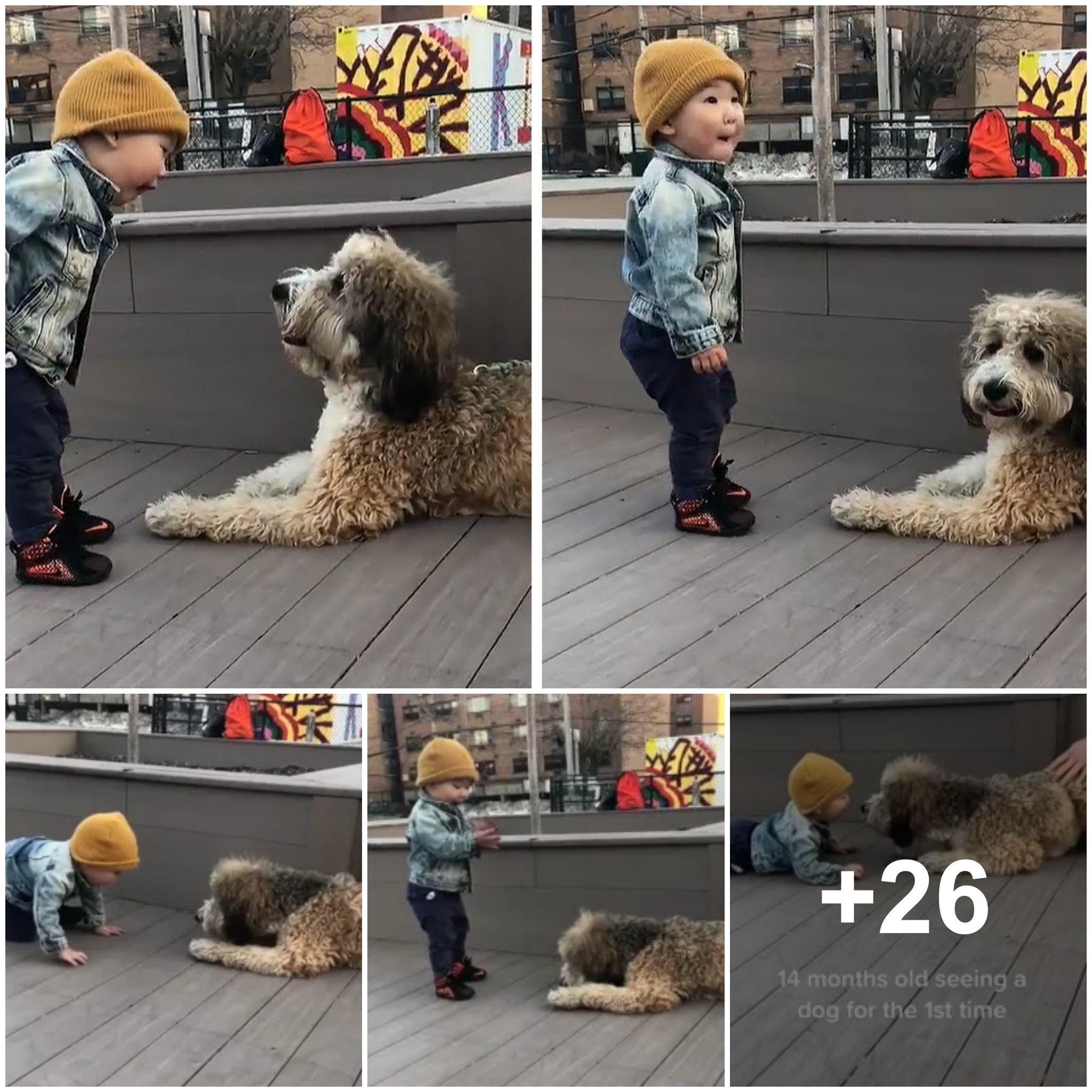 Adorable and interesting moment of a toddler learning to talk with his furry 4-legged friend, making millions of readers smile.(VIDEO)