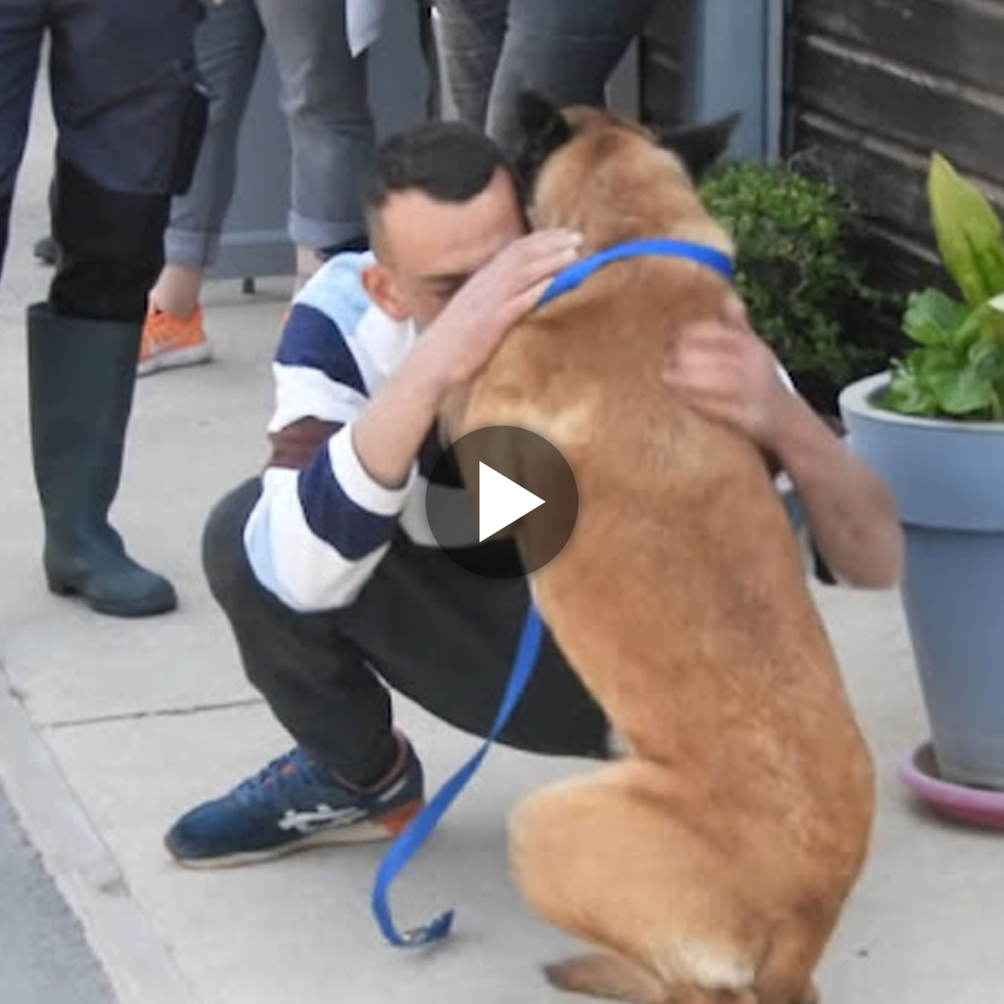 Heartfelt Reunion: Owner’s Grueling 310-Mile Journey to Find Missing 4-Legged Friend Culminates in an Emotional Reunion.