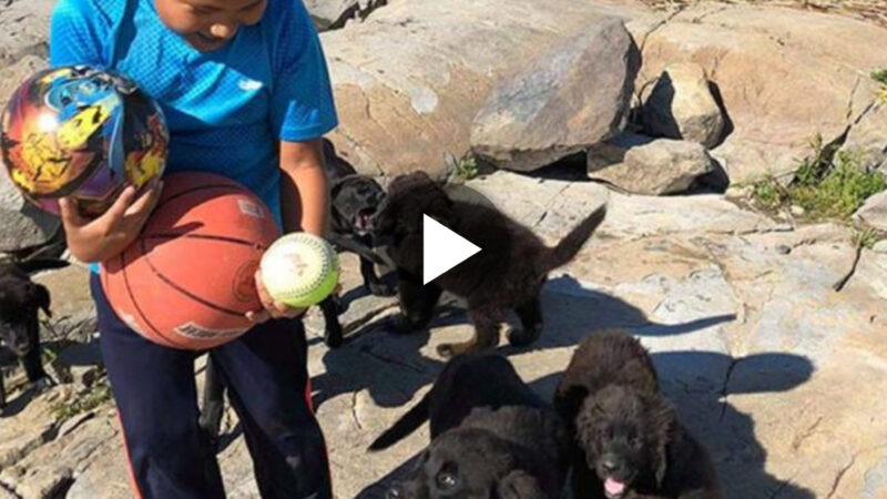 Journey with the ‘Gilligan’s Island Crew’ to rescue poor, hungry puppies after many days on a deserted island in northern Manitoba.