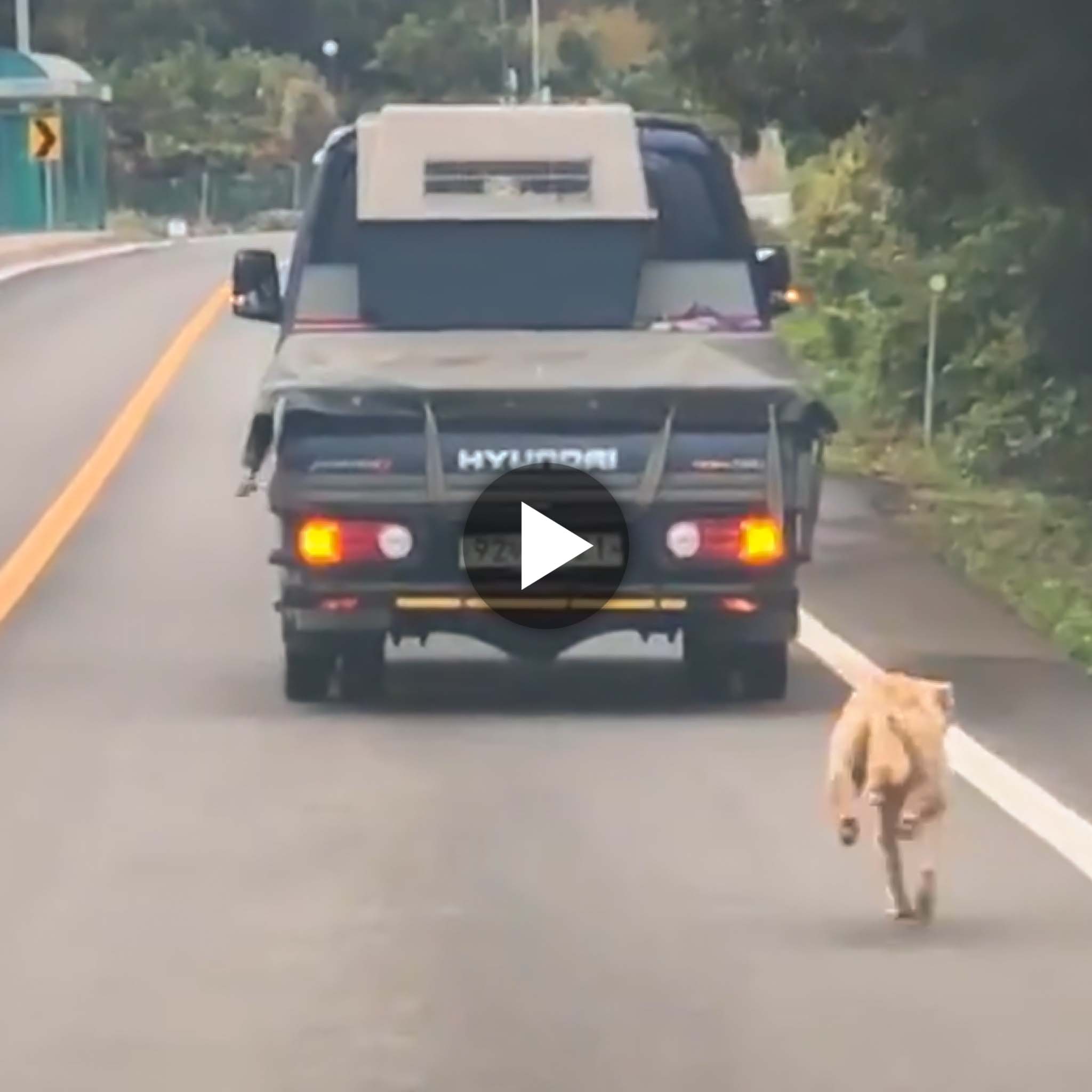 I nervously watched the dog try to run to the back of the truck to reclaim his stolen children, despite the danger.