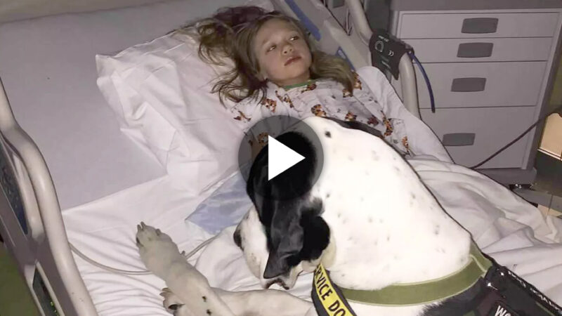 Devoted Guardian: The Heartwarming Tale of a Dog Assuming the Role of Protector, Offering Support to a Little Girl, Especially in the Absence of Her Parents at the Hospital.