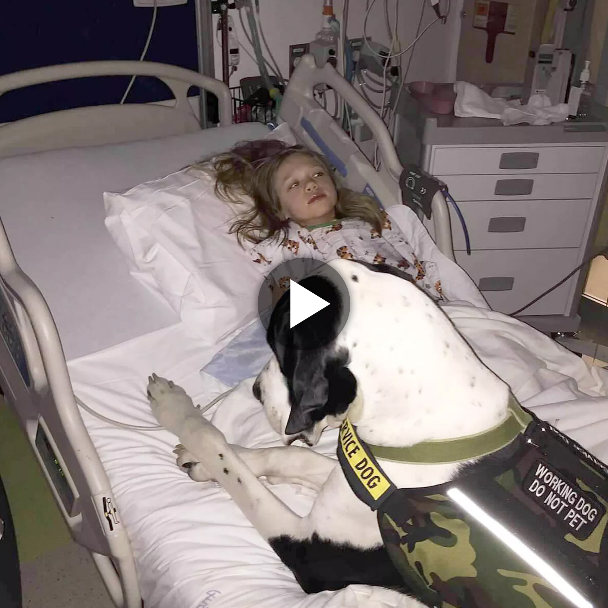 Devoted Guardian: The Heartwarming Tale of a Dog Assuming the Role of Protector, Offering Support to a Little Girl, Especially in the Absence of Her Parents at the Hospital.