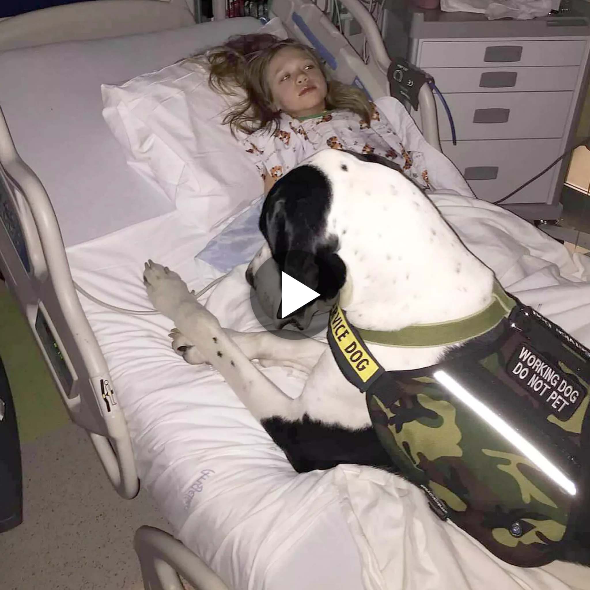 Devoted Guardian: The Heartwarming Story of a Dog Assuming the Role of Protector and Providing Assistance to a Little Girl, Especially in Times When Her Parents Are Away at the Hospital.