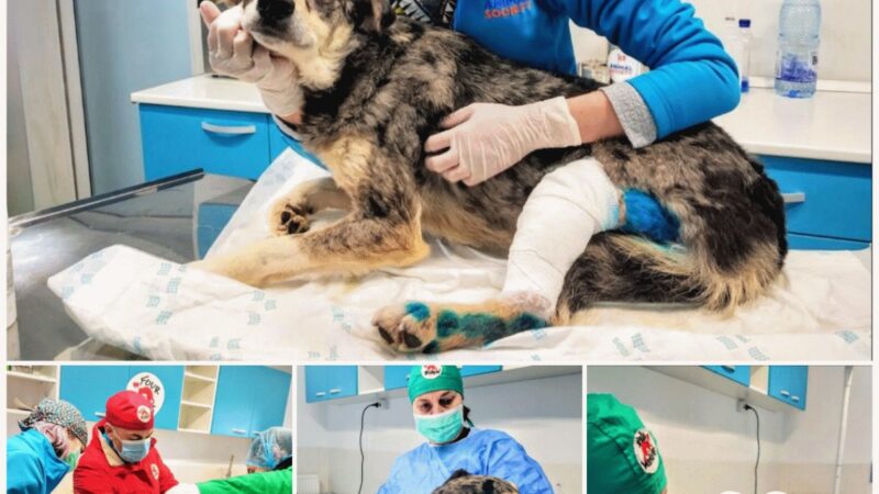 The strong dog persevered with his illness, earning the doctors’ affection and dedicated attention.