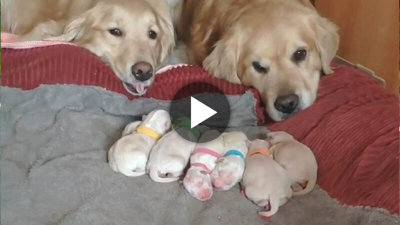 Heartwarming Scene: The Golden Dog Couple Shares an Emotional Moment Witnessing the Arrival of 6 Newborn Puppies, Each Adorned with a Spectrum of Colors.