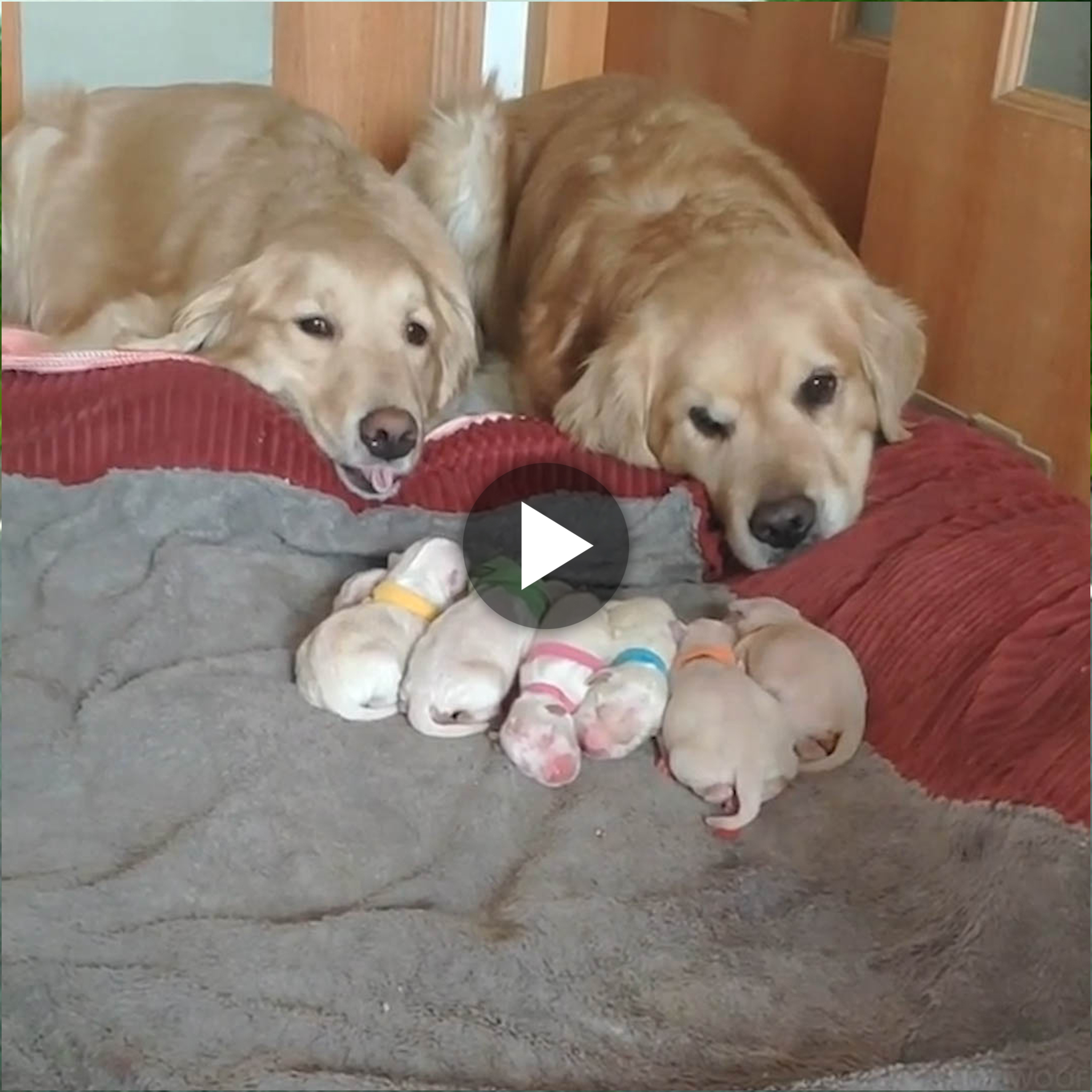 Heartwarming Scene: The Golden Dog Couple Shares an Emotional Moment Witnessing the Arrival of 6 Newborn Puppies, Each Adorned with a Spectrum of Colors.