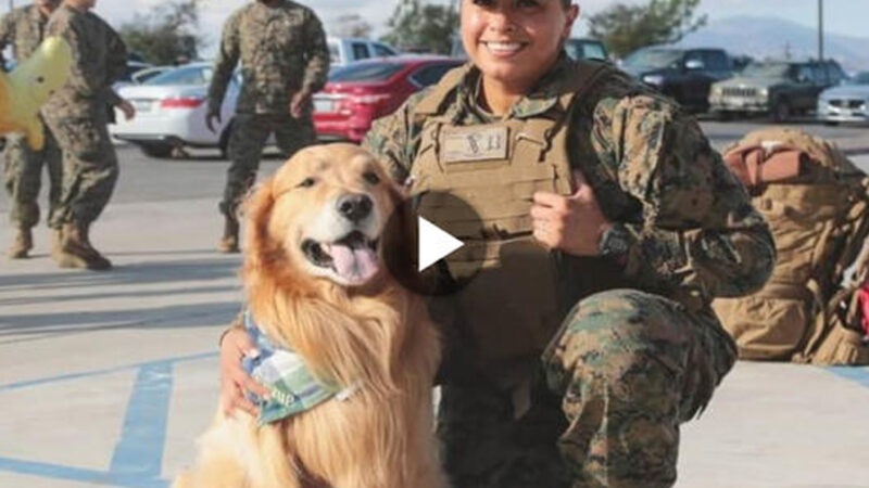 A Marine Mom’s Heartwarming Reunion: Devoted Dog’s Unforgettable Reaction Captures the Essence of Unconditional Love and Joy (Video)