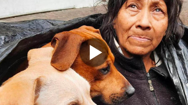 Heartwarming Story of Elderly Person Living with 6 Adorable Dogs in a Ball Bag Amidst Freezing Weather