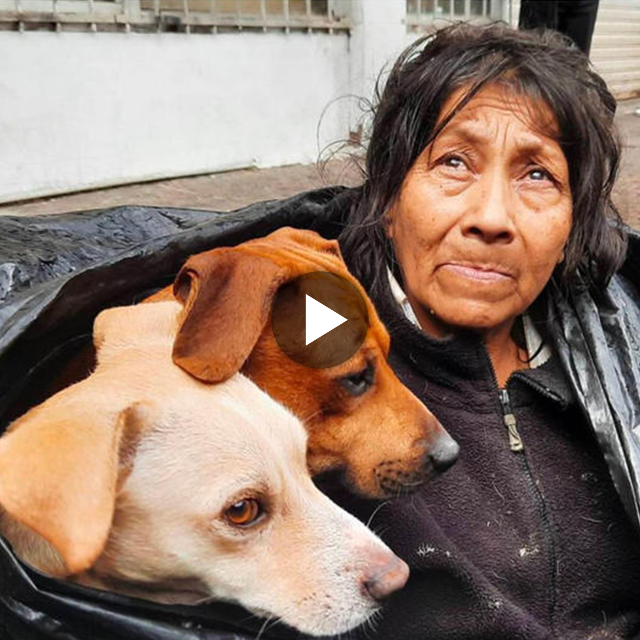 Heartwarming Story of Elderly Person Living with 6 Adorable Dogs in a Ball Bag Amidst Freezing Weather