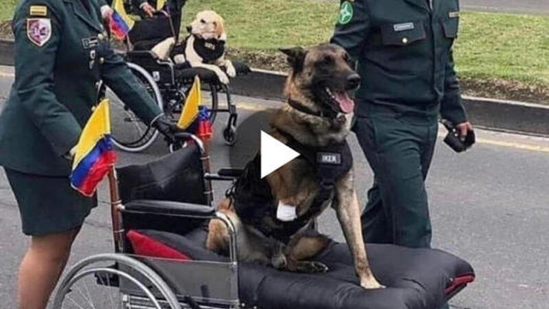 A touching scene depicts the triumph of a war veteran dog who is returning home in a wheelchair after serving seven years on the battlefield.