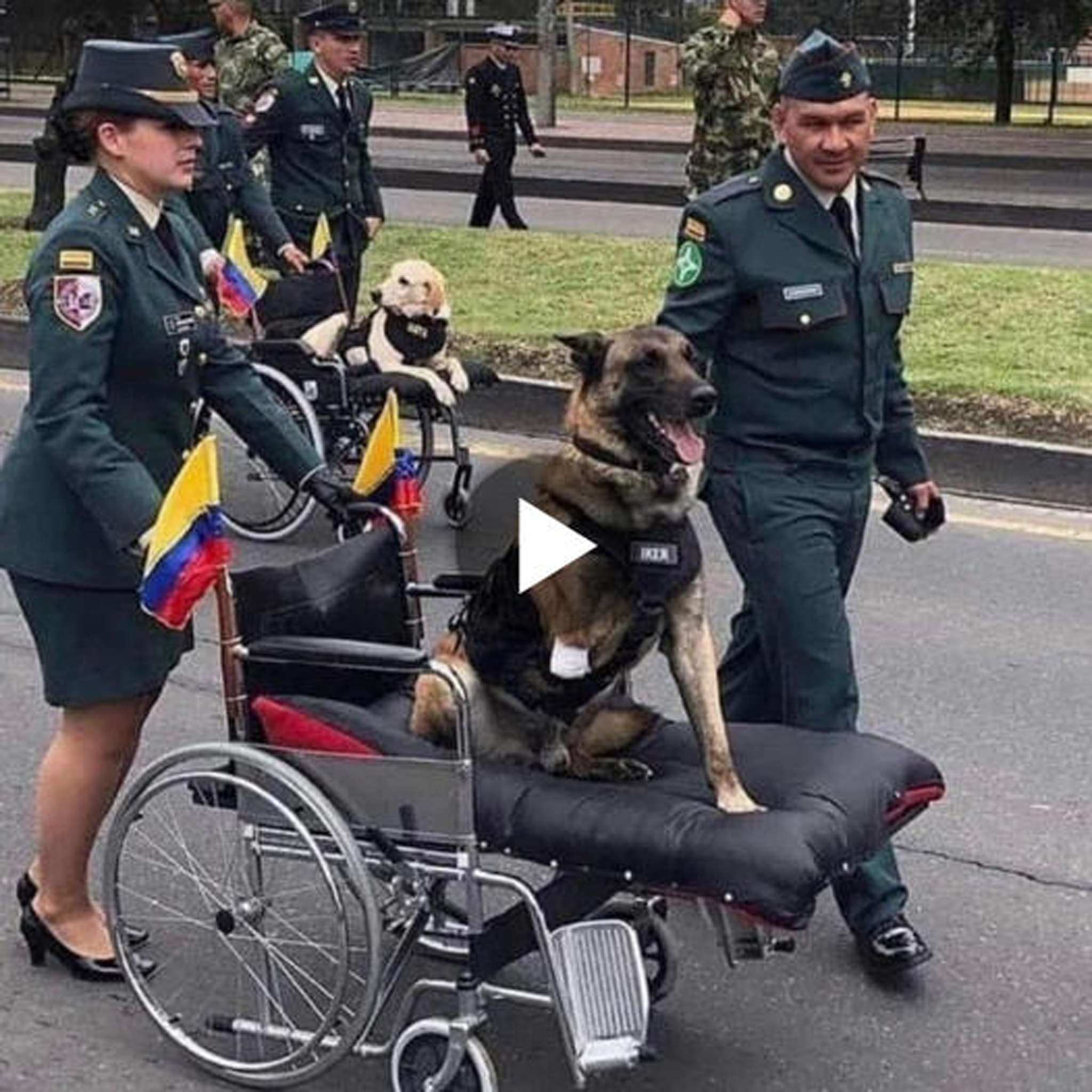 A touching scene depicts the triumph of a war veteran dog who is returning home in a wheelchair after serving seven years on the battlefield.