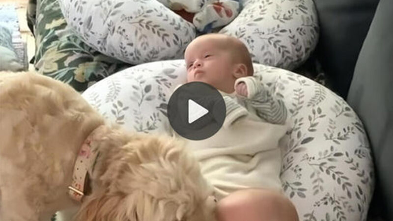 Guardian Angel in Fur: Remarkable Pet Dog Takes Care of Three Newborn Babies Alone, Leaving Neighbors in Awe and Admiration