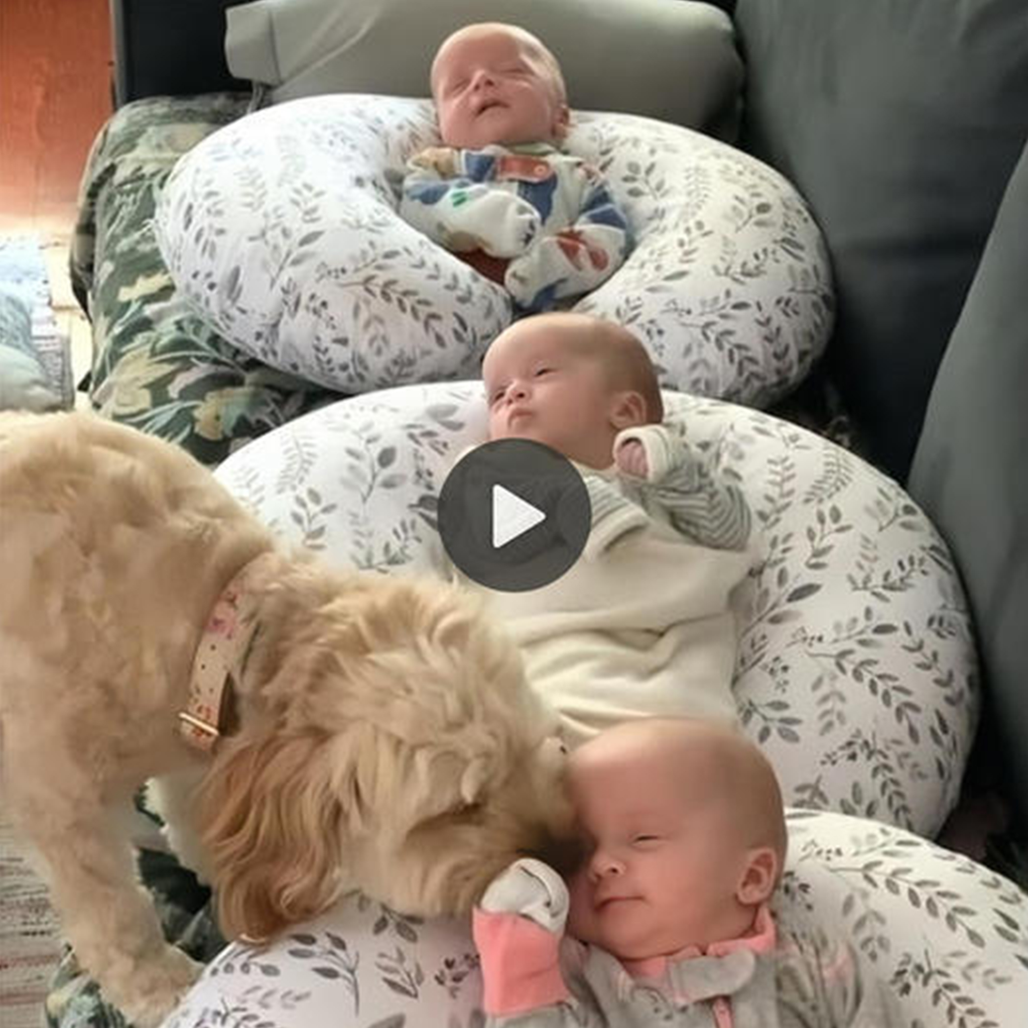 Guardian Angel in Fur: Remarkable Pet Dog Takes Care of Three Newborn Babies Alone, Leaving Neighbors in Awe and Admiration