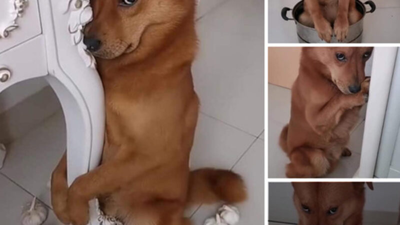 Hilarious Guilt: Dog’s Funny Expression Melts Hearts as He Reacts to Owner’s Punishment, Spreading Joy Across the Online Community.