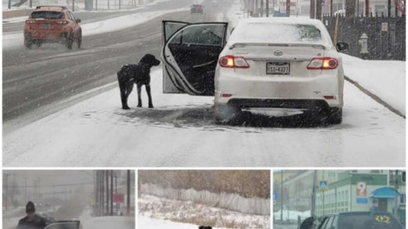 Heartwarming Winter VIDEO: Woman Uses Tortillas to Coax Freezing Dog into Her Warm Car