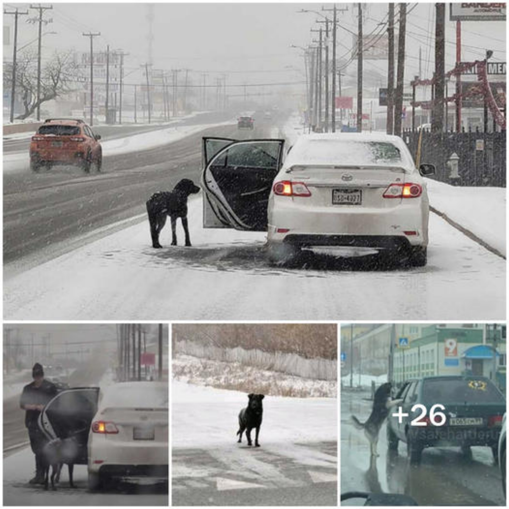 Heartwarming Winter VIDEO: Woman Uses Tortillas to Coax Freezing Dog into Her Warm Car