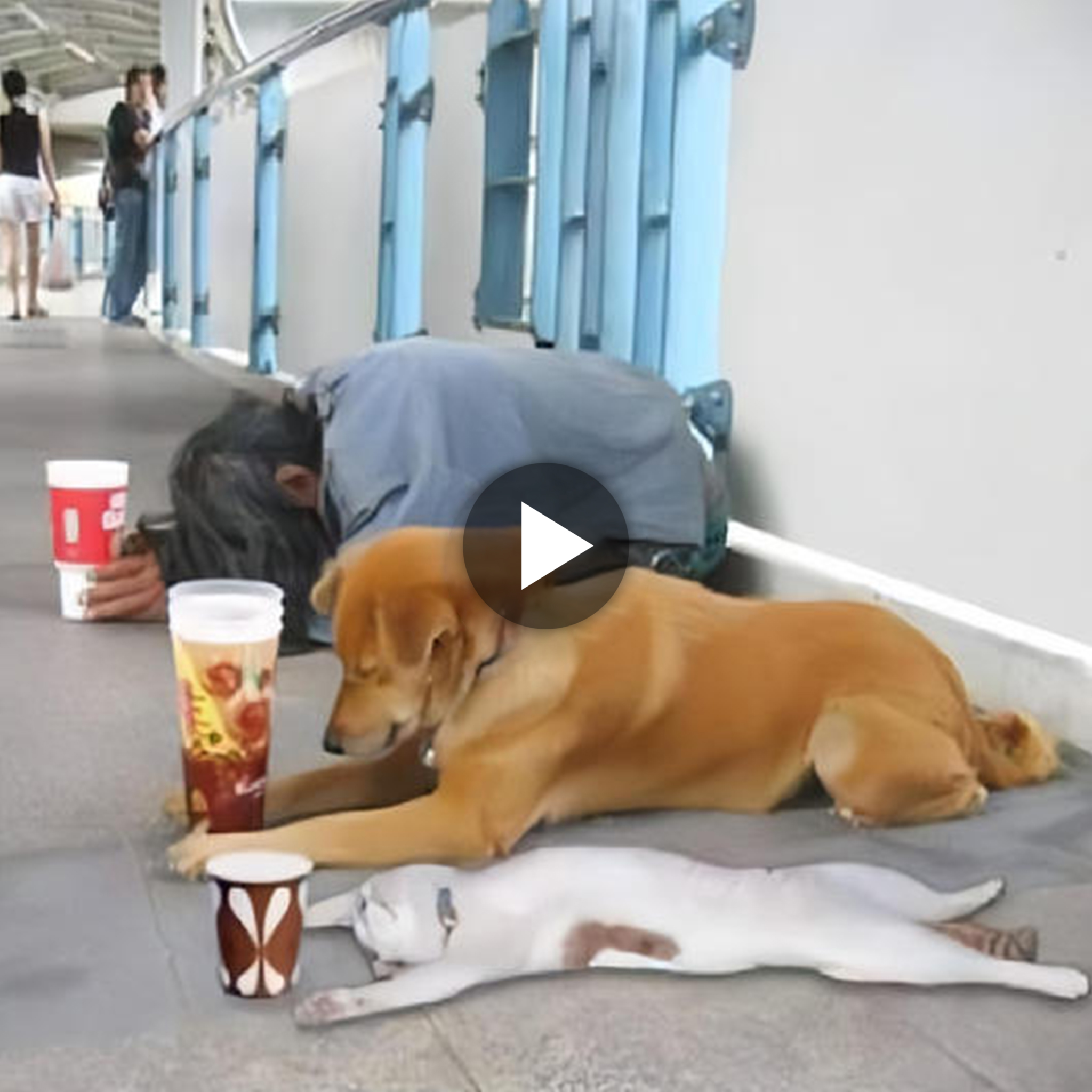 Heartwarming Loyalty: Devoted Dog Kneels Beside Homeless Owner, Touching Millions with Silent Plea for Help and Bringing Tears to Their Eyes
