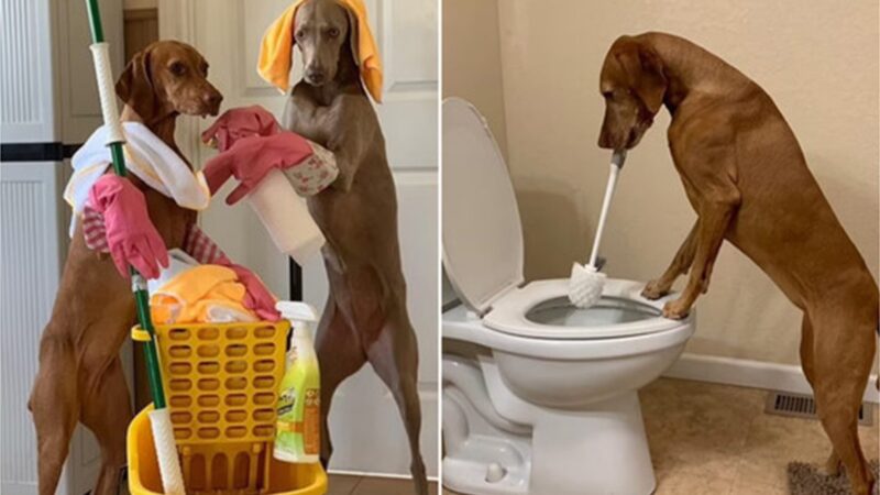 “Devotion Beyond Measure: Loyal Dog Assists 82-Year-Old Man with Daily Chores, Inspiring Admiration from All”