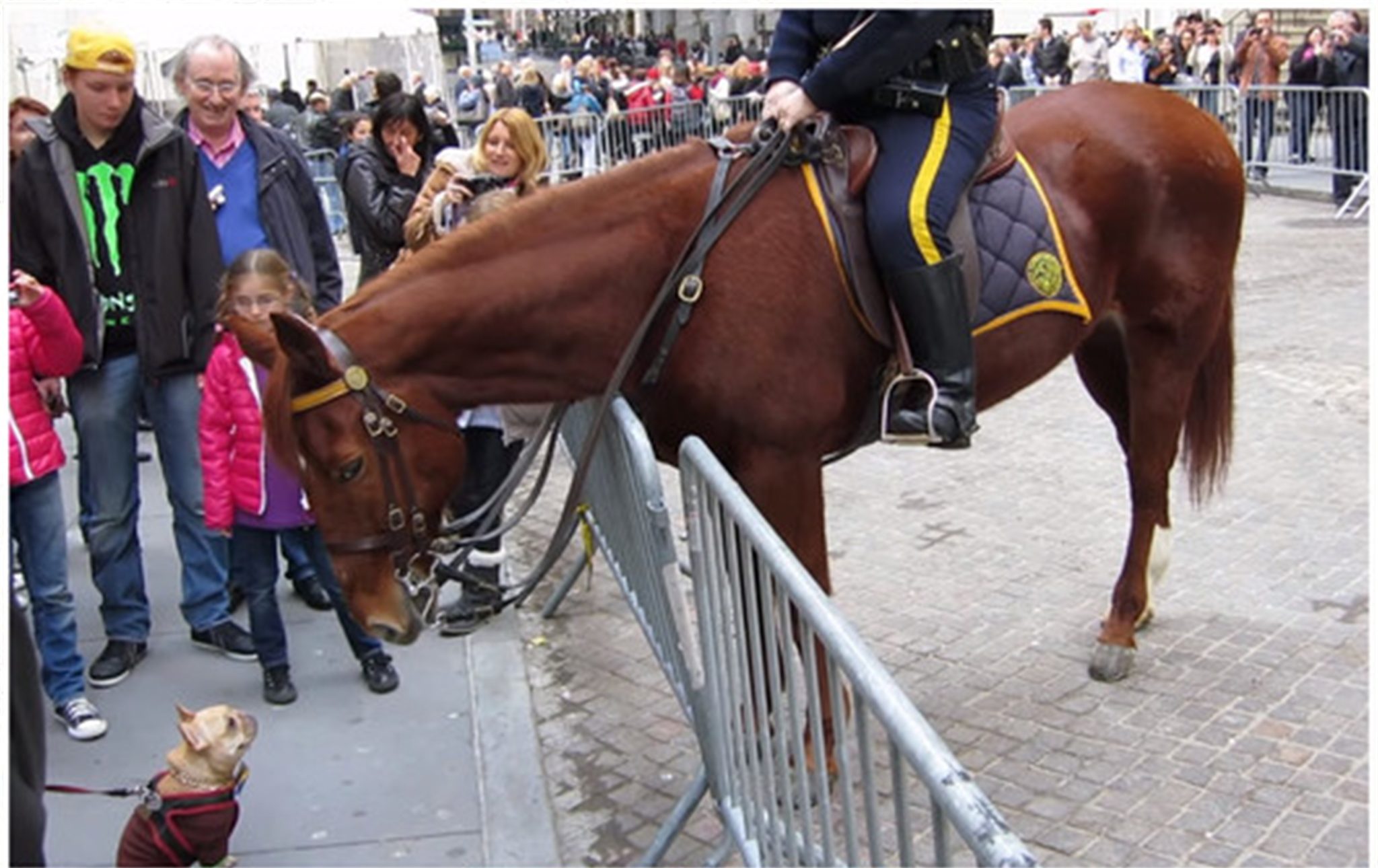 Unlikely Friendship: Adorable Puppy Strikes Up a Conversation with Massive Police Horse, Leaving Passersby Mesmerized