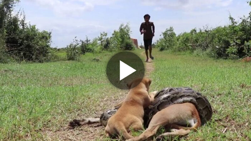 The internet community expressed its admiration for the puppy, who attempted to contact its owner for assistance and bravely battled to save the mother dog from a deadly snake attack.