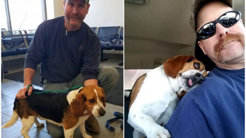 “Heartwarming Reunion: Beagle Saved from Euthanasia Expresses Endless Gratitude”