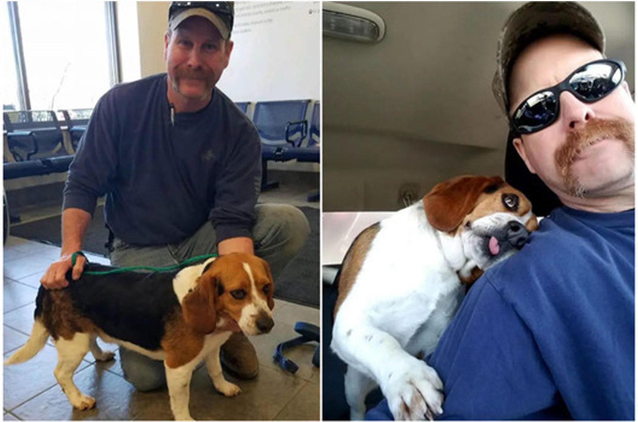 “Heartwarming Reunion: Beagle Saved from Euthanasia Expresses Endless Gratitude”