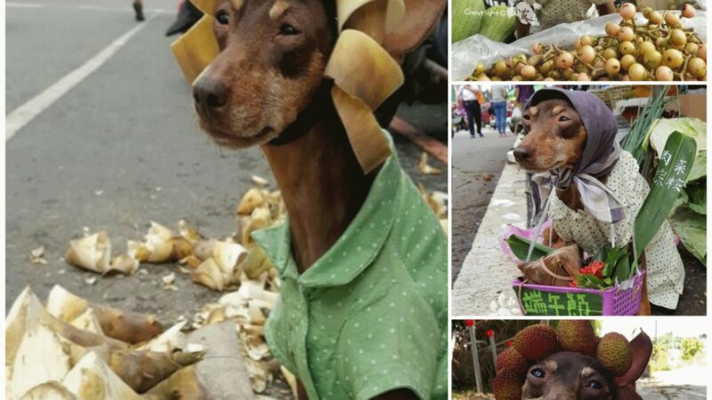 A pampered dog that dines while perched in a market and offers goods to support his owner has become well-known online.