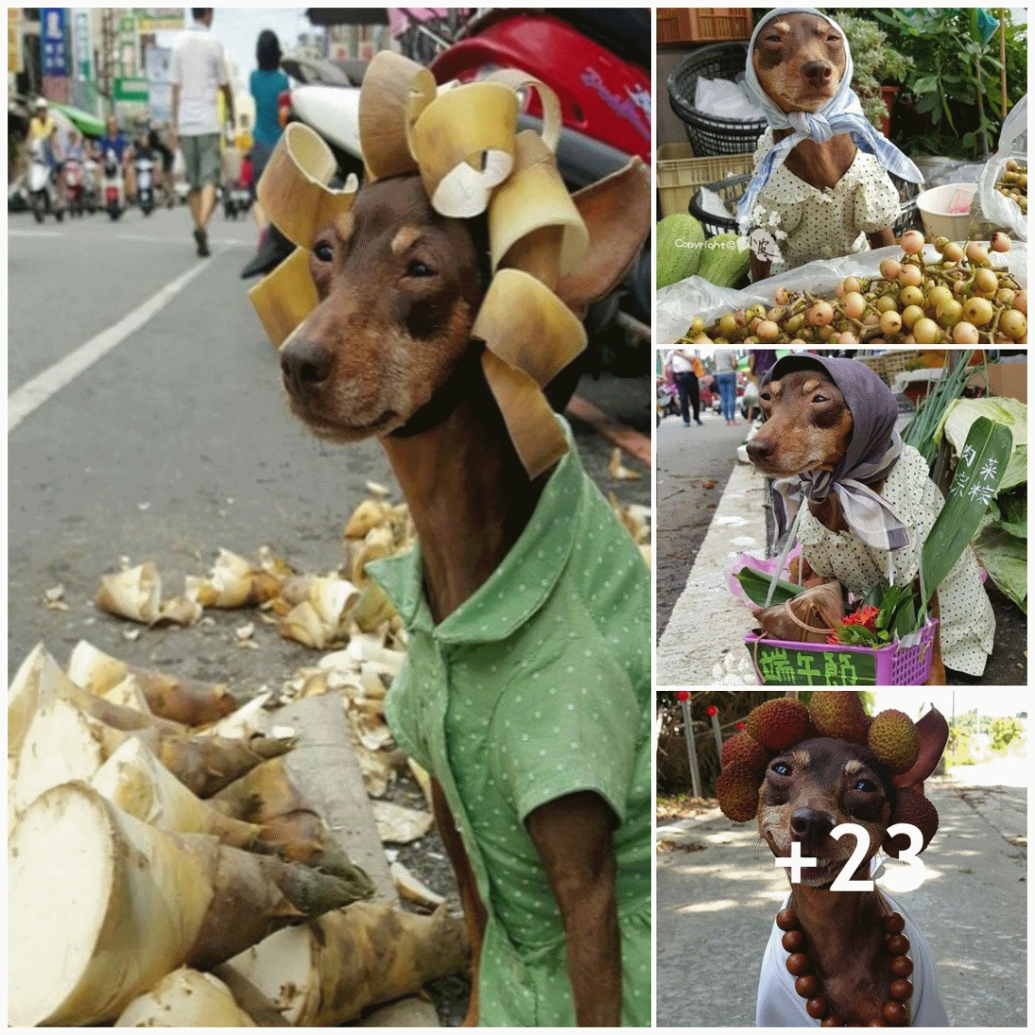 A pampered dog that dines while perched in a market and offers goods to support his owner has become well-known online.